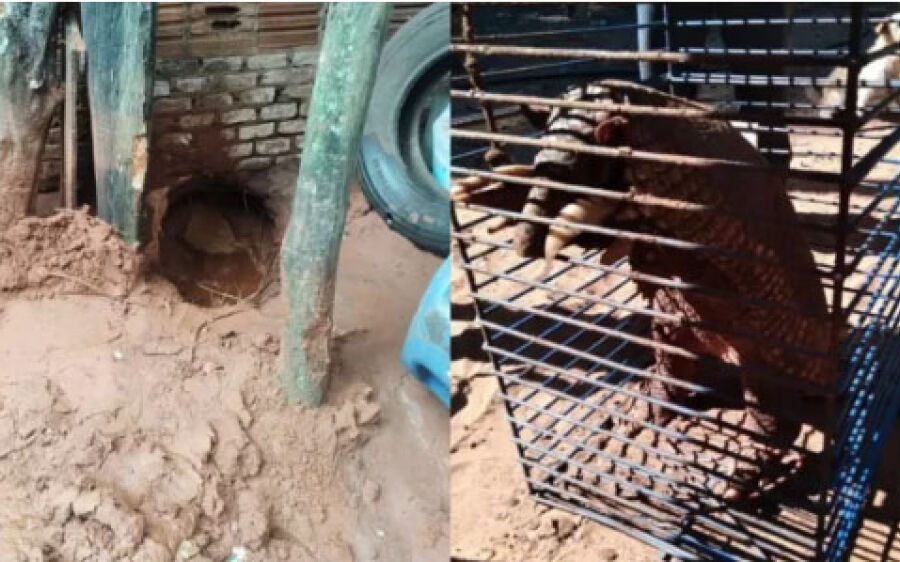 Tatu com mais de 40kg é resgatado após ser encontrado fazendo buraco embaixo de casa