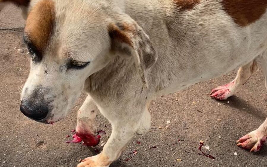 Polícia Militar Ambiental de Cassilândia resgata cão vítima de maus tratos