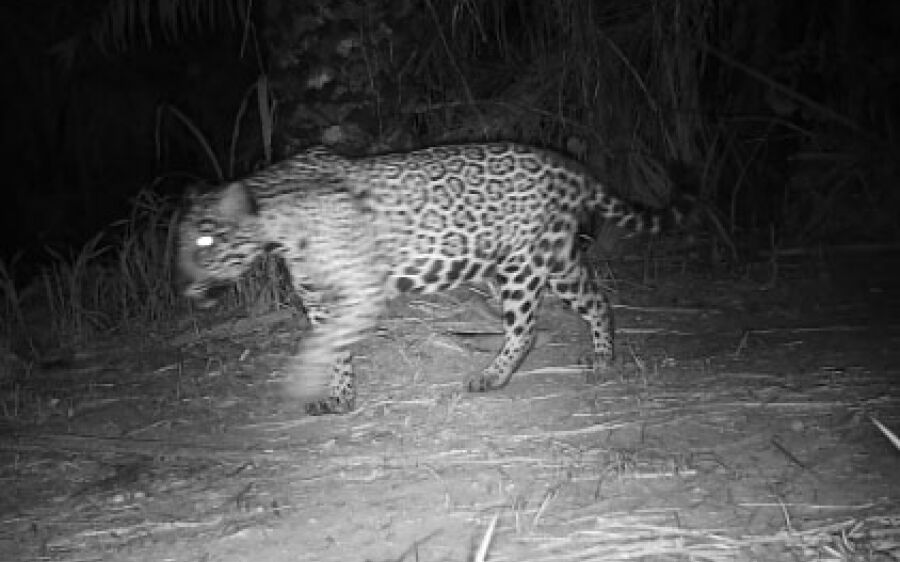 Estudo vai identificar os hotspots das onças e de outros animais no Pantanal de MS