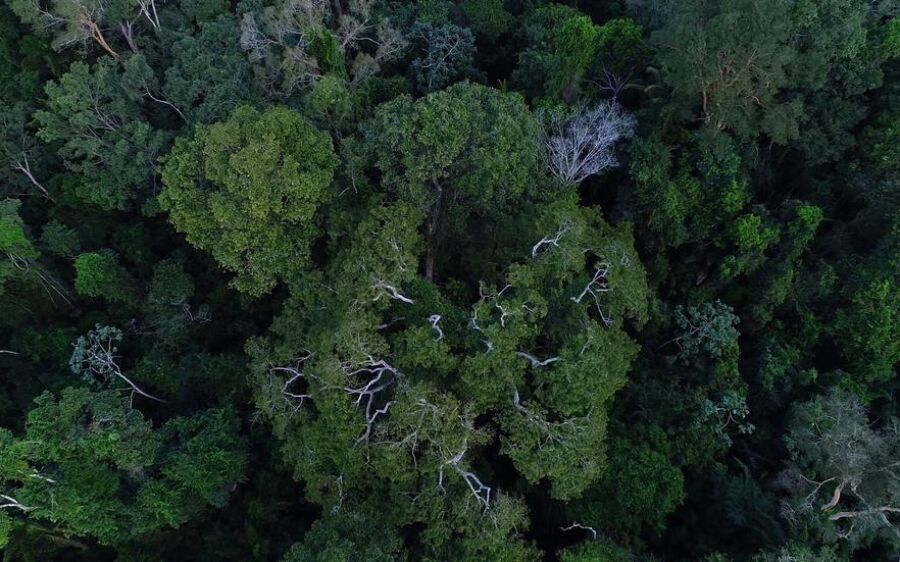 MP muda normas de gestão de florestas para fomentar mercado de carbono