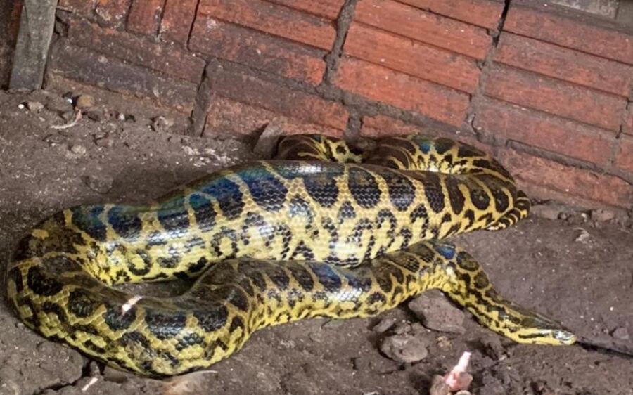 PMA captura e faz soltura de sucuri de três metros encontrada em quintal de residência