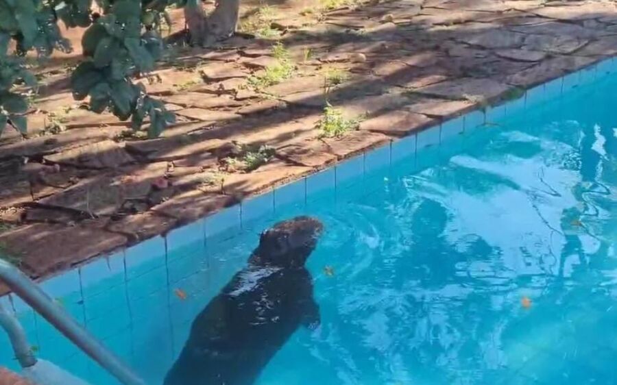 PMA captura capivara dentro de piscina em residência na Capital