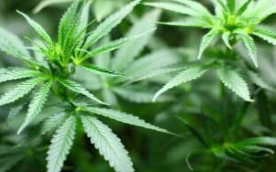Inconsciente, bebê dá entrada em hospital com intoxicação por consumido maconha