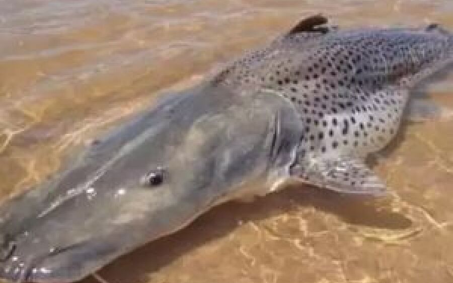 Portaria retira pintado da espécie de risco de extinção e libera pesca no País