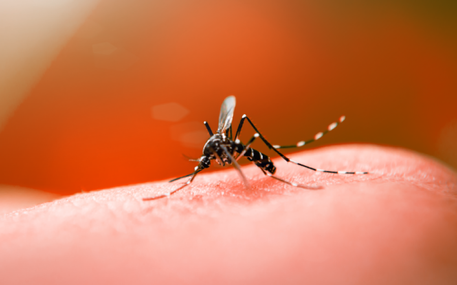 Com 7 vezes mais casos, Mato Grosso do Sul tem recorde de dengue no  início do ano