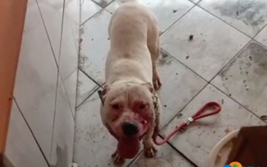 Pitbulls escapam, invadem residência e atacam cachorro no Morada Altos de São Pedro em Coxim