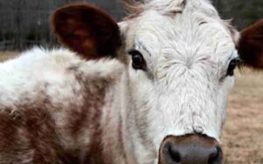 Vaca é encontrada suja de terra com as patas amarradas e polícia investiga suposto caso de zoofilia 