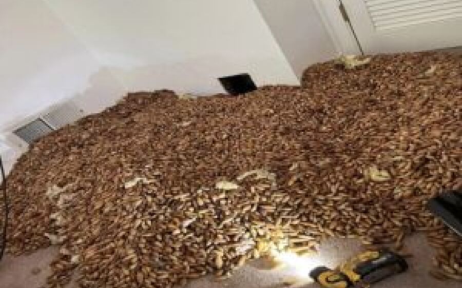 Pica-paus escondem mais de 300 quilos de nozes dentro de parede de casa 