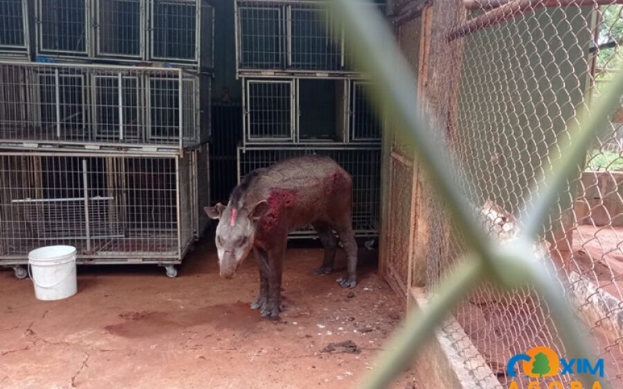 PMA resgata anta ferida a tiros que caiu dentro de açude na zona rural de Rio Verde