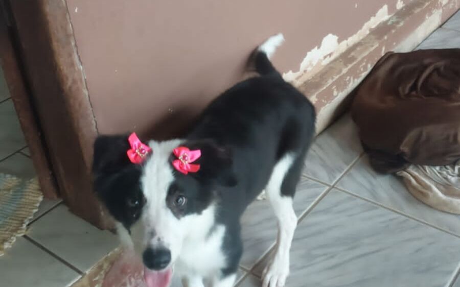 Família está a procura da Bela, uma Border Collie de apenas 6 meses