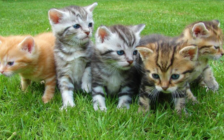 Dia Mundial do Gato: seu felino merece agrado dobrado