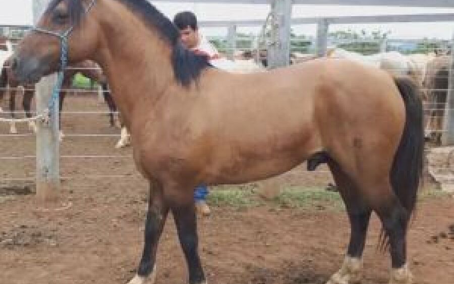 Bebê e irmã de 2 anos morrem após serem arrastados por cavalo, diz polícia