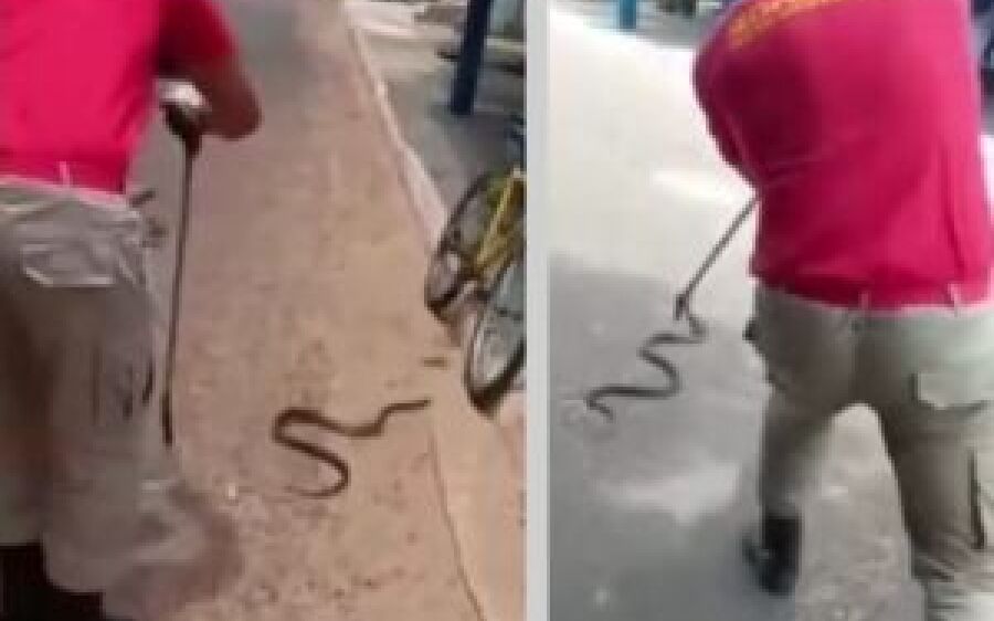 Cobra fujona dá baile em bombeiro no meio da rua em Coxim 