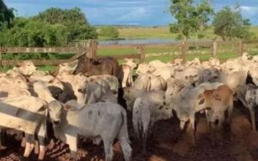 Avaliados em R$ 300 mil, bois roubados de fazenda em MS são localizados em Goiás