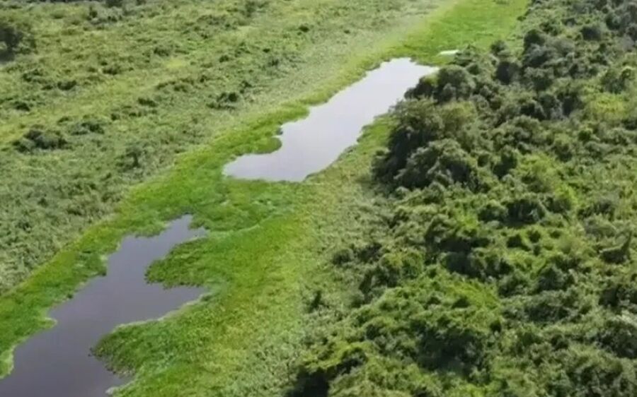 Camalotes causam entupimento de rio e deixam 200 famílias isoladas no Pantanal 
