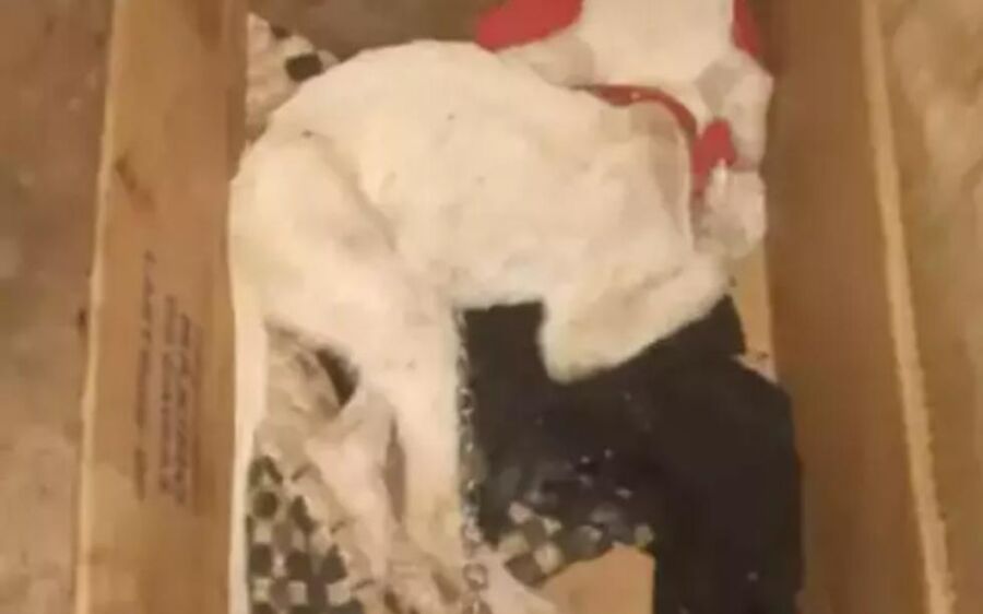 Homem é preso e cachorros são resgatados sem alimentação em apartamento na Capital