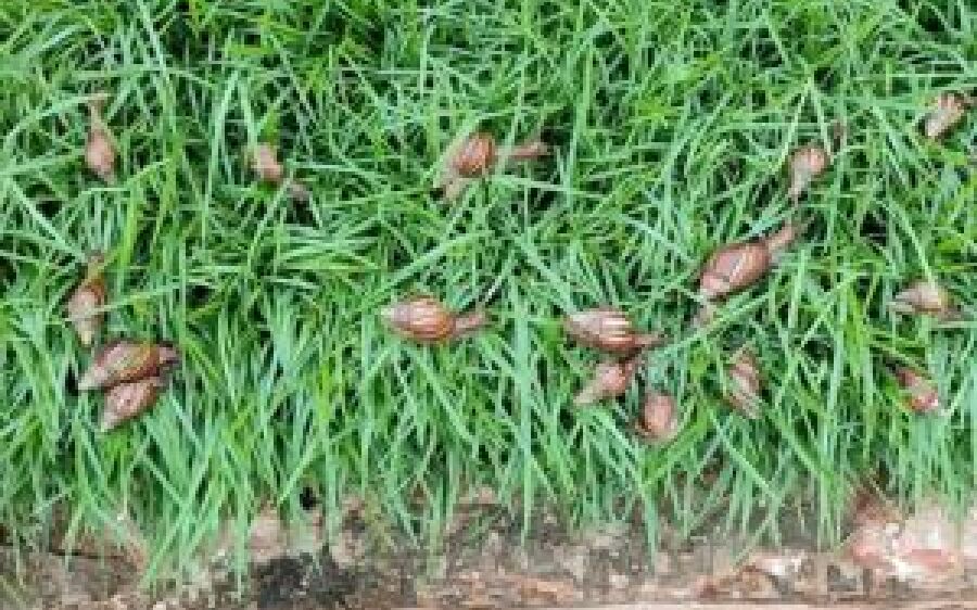 Época de chuva favorece aparecimento dos caramujos
