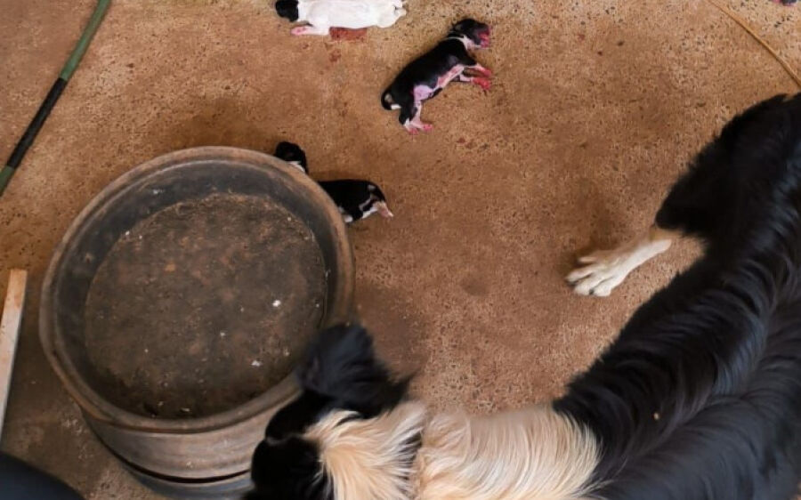 Sem alimento e água, filhotes morrem e 7 cães são resgatados em Chapadão