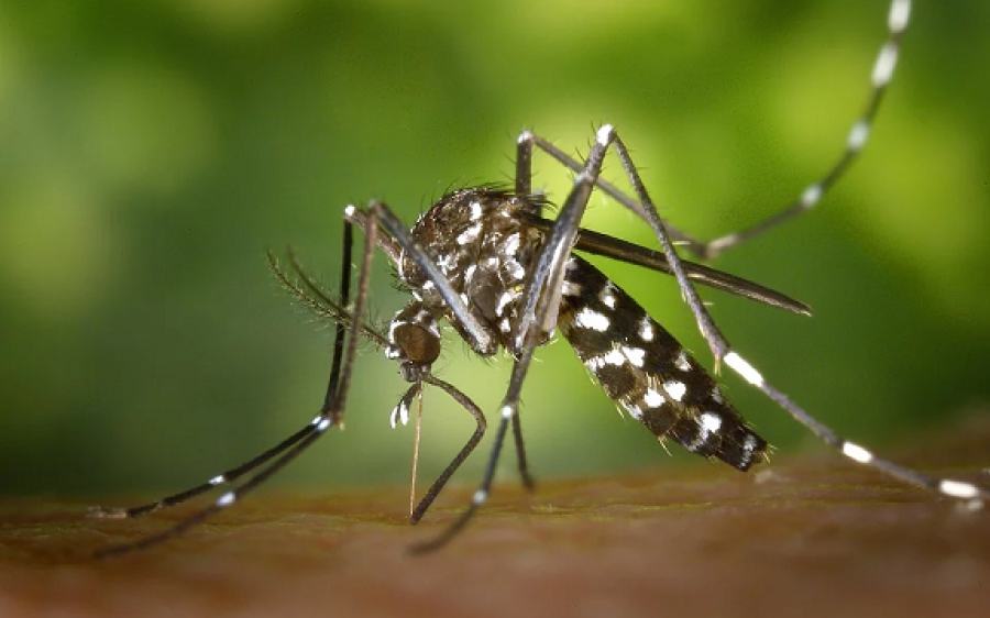 Com morte e 1,3 mil novos casos, MS chega a 8 vítimas da dengue no ano