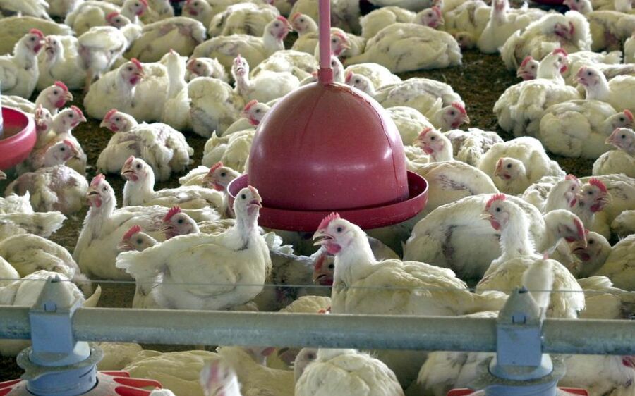 OMS confirma primeira morte por gripe aviária no mundo