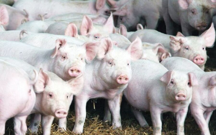 Jaraguari (MS) investe na suinocultura com apoio do Governo do Estado e cooperativas