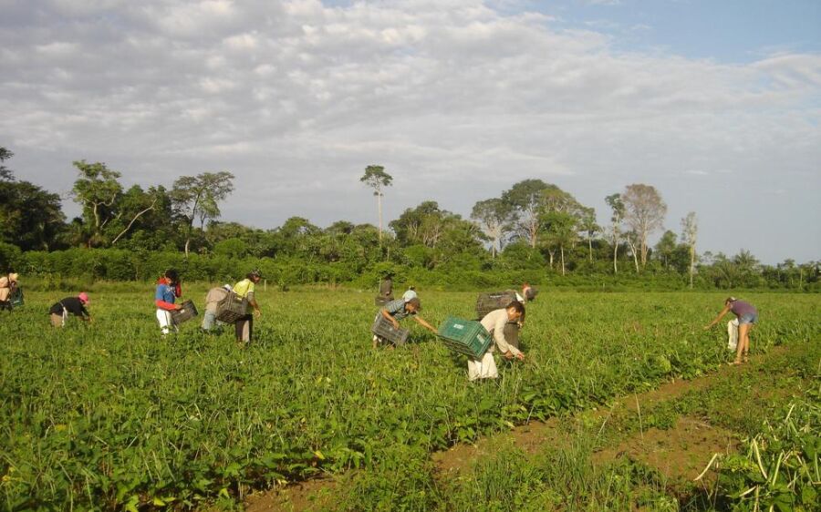Trabalhadoras do campo recebem 20% a menos que os homens, aponta FAO