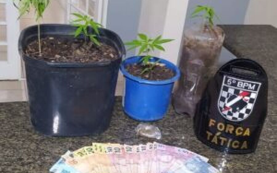 Polícia Militar prende uma jovem e apreende pés de maconha em Coxim
