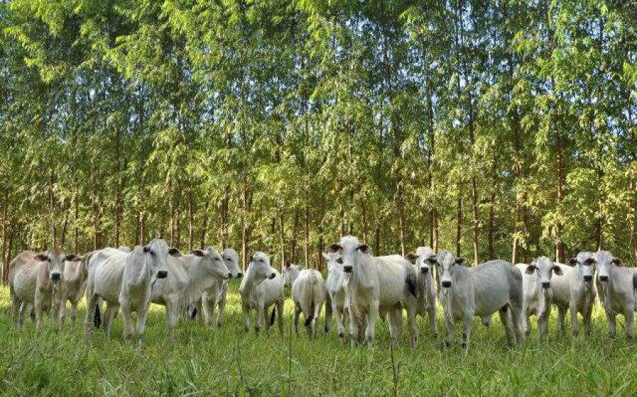 Iagro muda regras de trânsito de bovinos e bubalinos em Mato Grosso do Sul