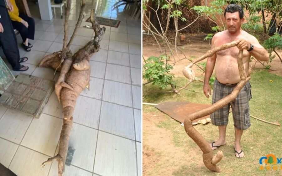 Mandioca gigante de SC ainda perde no tamanho para raiz colhida em 2014 em Coxim