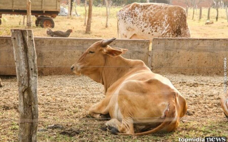 Novilha é abatida por ladrões em fazenda de Aquidauana