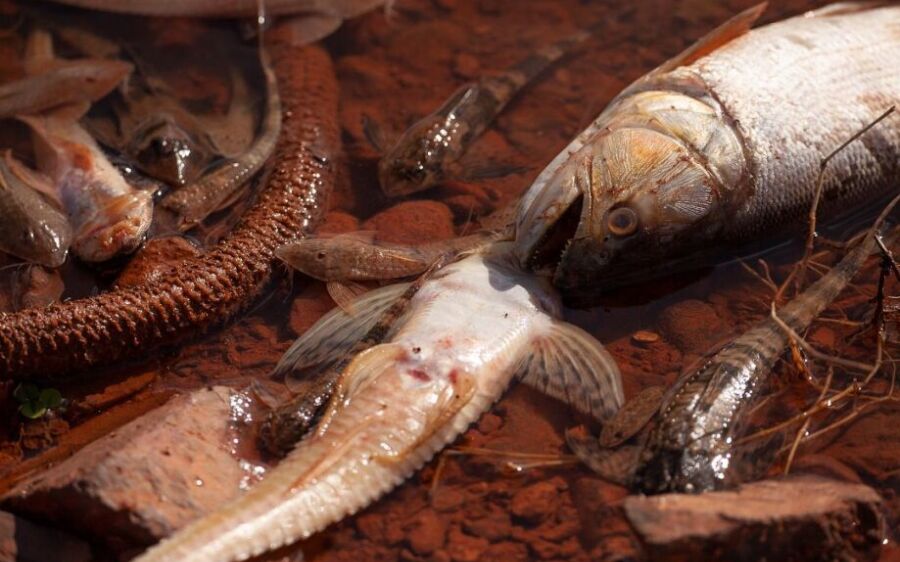 No Pantanal, peixes e arraias agonizam por falta de oxigênio e morrem