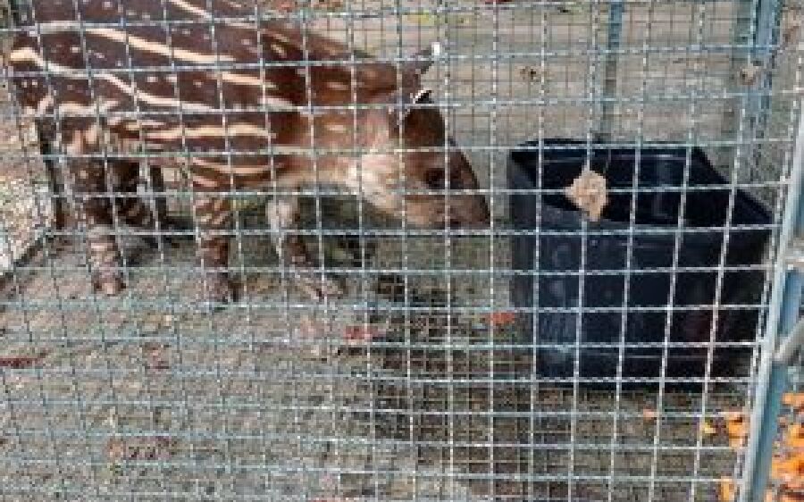 PMA de Coxim recolhe filhote de anta abandonado pela mãe