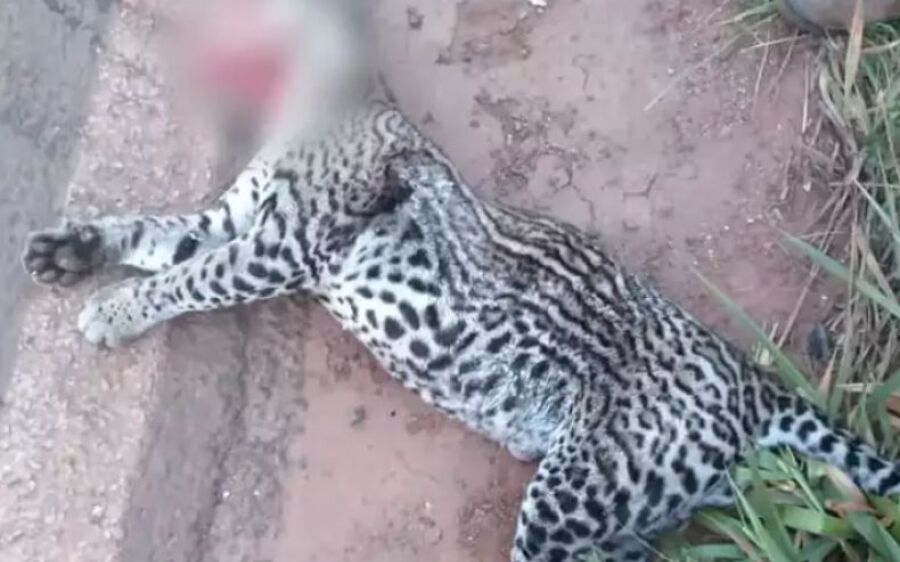 Jaguatirica é atropelada e morre na BR-060