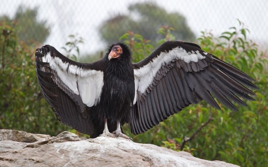Sociedade médica brasileira recomenda que  população fique longe de aves silvestres
