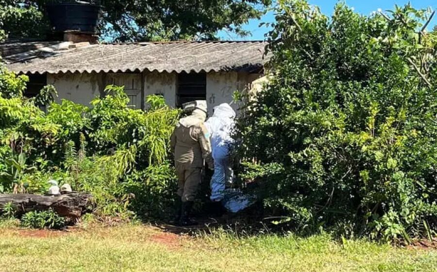 Idoso passa momentos de terror e leva mais de 50 picadas em ataque de abelhas