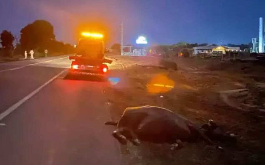 Ônibus com passageiros atropela e mata três búfalos na BR-163, em Coxim