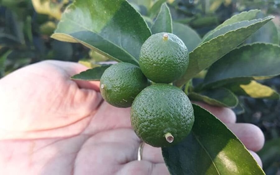 Dia do citricultor: por que apostar em limão, laranja ou tangerina?