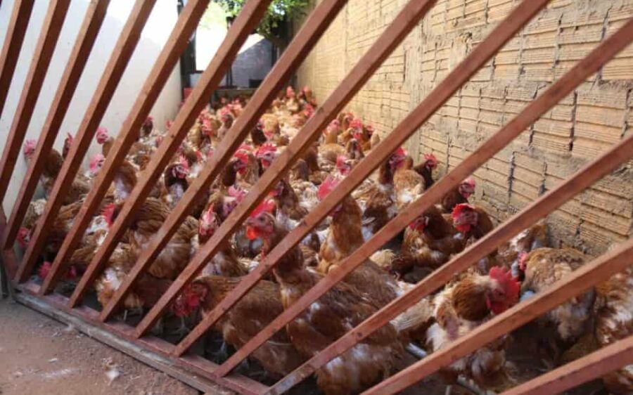 Flagradas em abatedouros clandestinos na Capital, 1.224 galinhas são incineradas