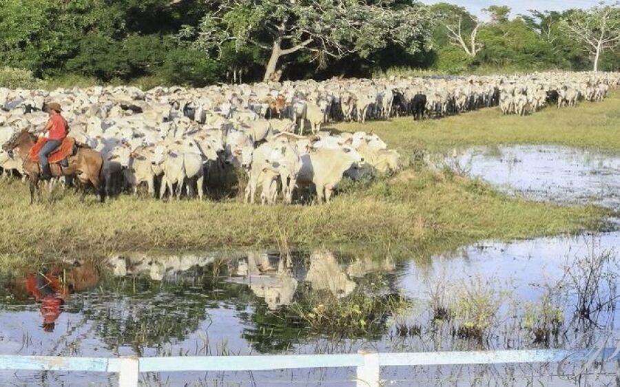Iagro prorroga prazo para declaração de rebanho no Estado