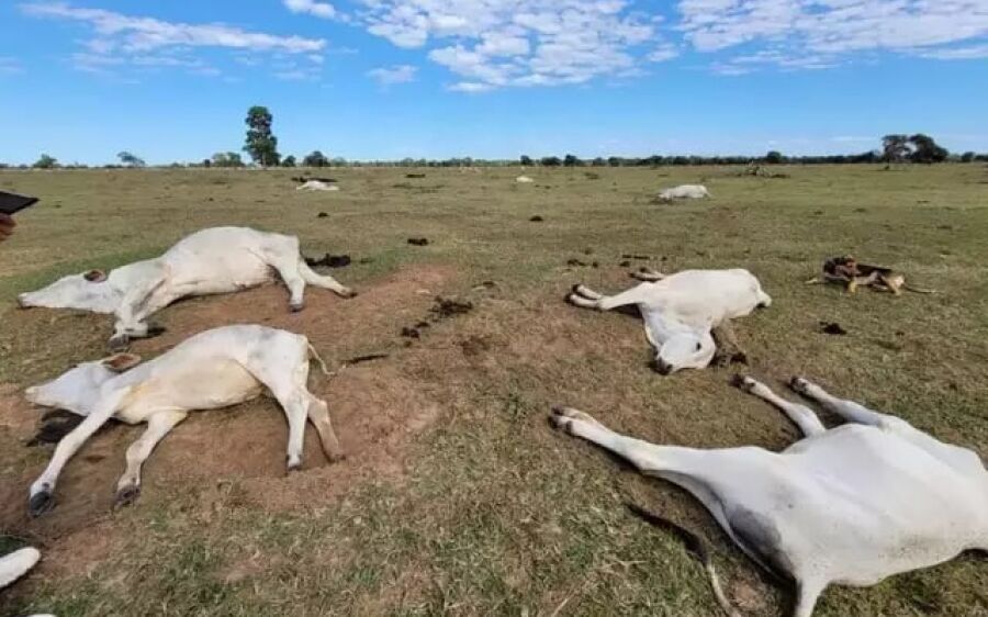 Número de cabeças de gado mortas por baixa temperatura sobe para 1.537