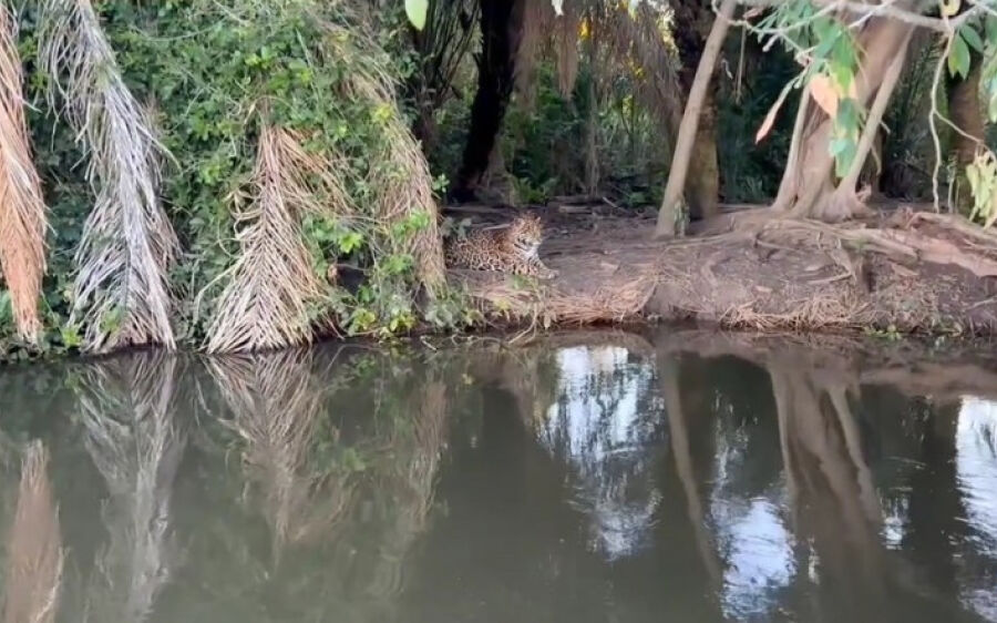 PMA investiga se onças são cevadas para selfies com turistas no Pantanal