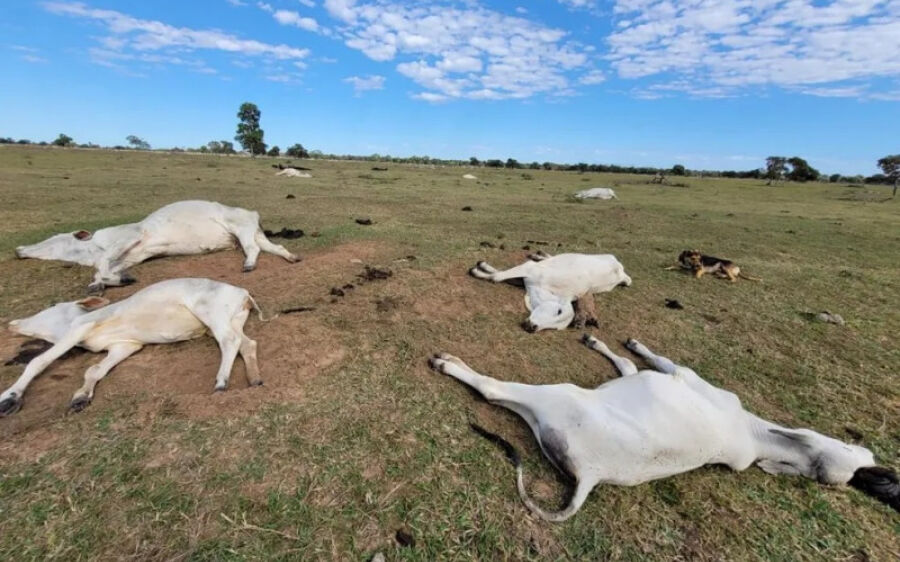 Mais de 2,7 mil cabeças de gado morreram de frio em Mato Grosso do Sul
