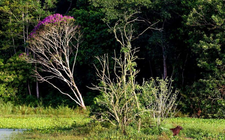 Brasil estoca no solo o equivalente a 70 anos de emissões de CO2
