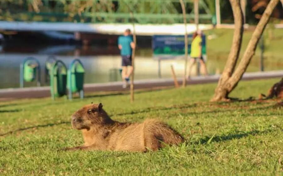Especialistas monitoram evolução da febre maculosa na Capital