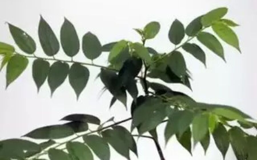 Planta encontrada em Mato Grosso do Sul também produz canabidiol, aponta estudo