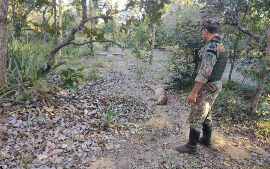 Após denúncia sobre abate de onças-pardas dois homens são presos em Rio Verde