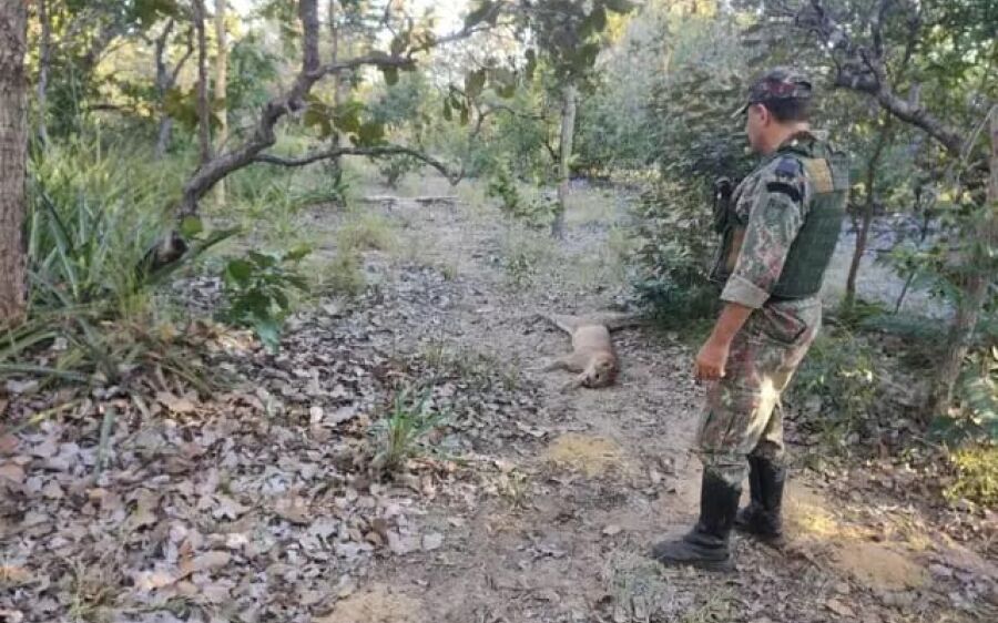 Rio Verde: Mesmo filmando matança, caçadores de onça são liberados sob fiança de R$ 26 mil
