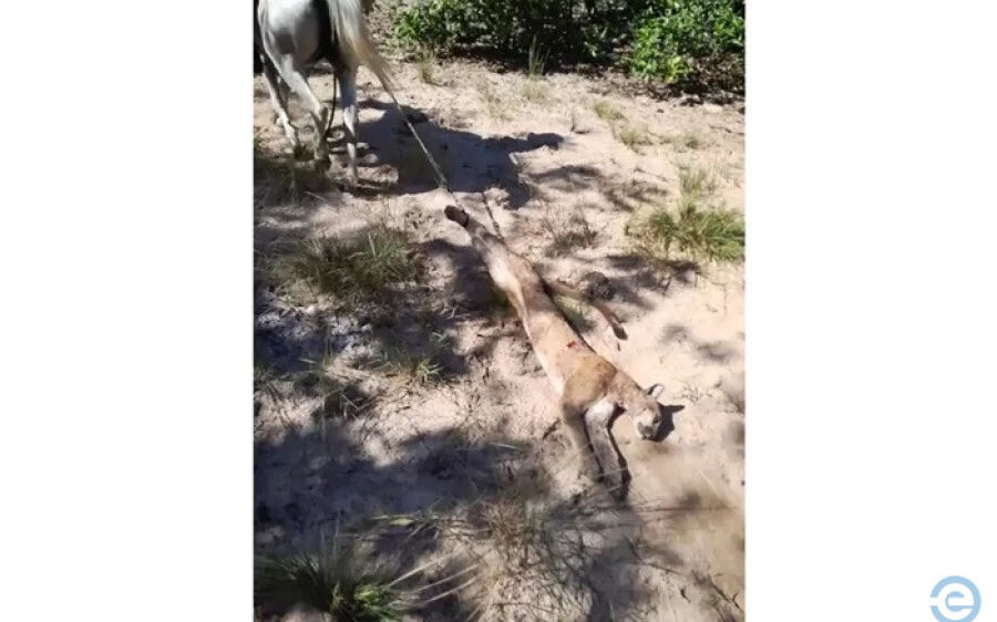 Após vídeo de caça, celular pode revelar mandante e se há mais onças mortas em Rio Verde