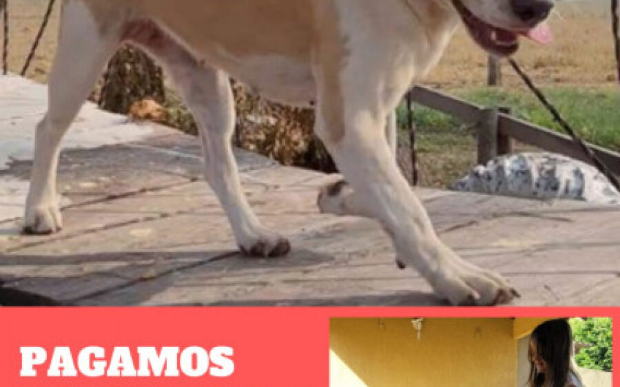 Crianças esperam pela volta da doce Amora, ajude a encontrar
