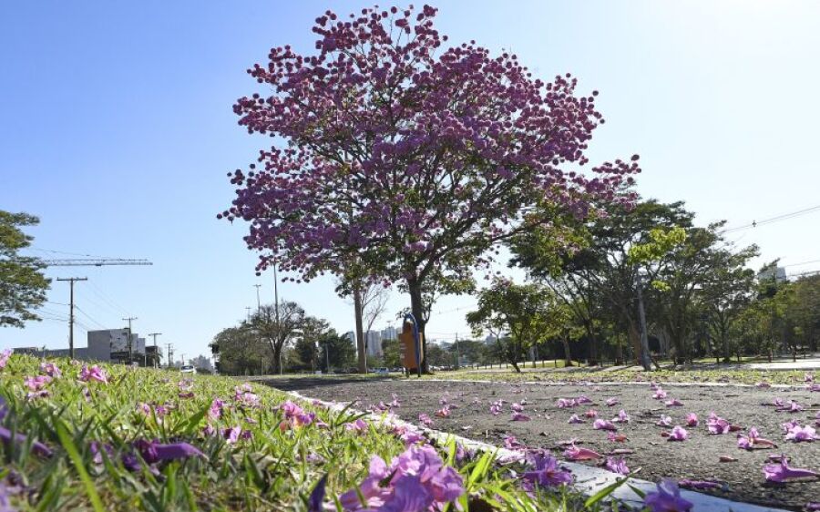 Semana começa com tempo estável, mas com previsão de queda na temperatura na quinta-feira